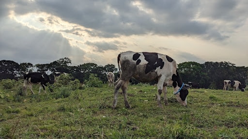 wisata peternakan sapi magelang